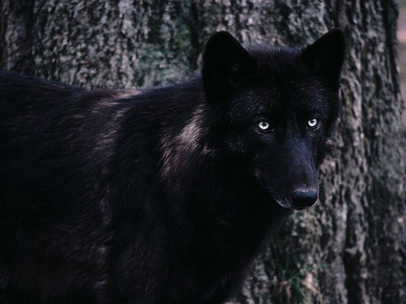 Black Wolf in Forest — Serious, Photograph