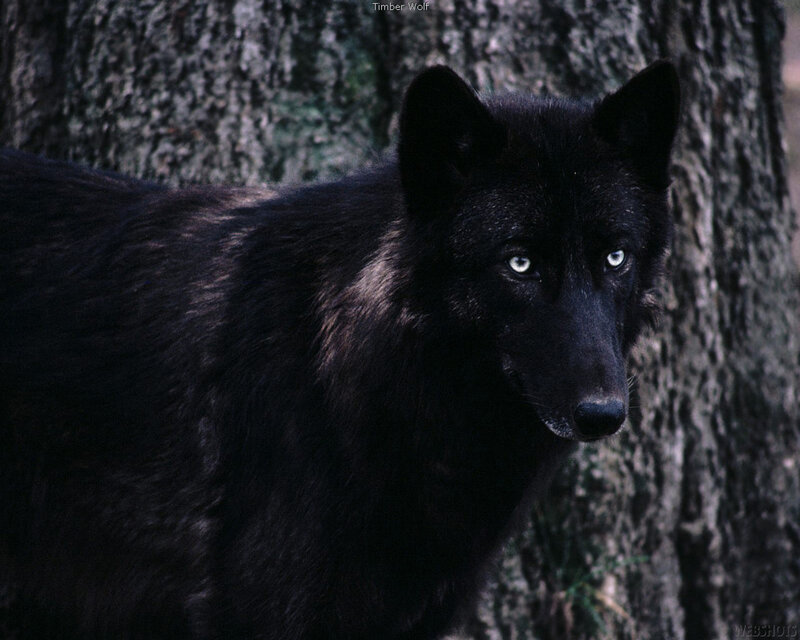 Black Wolf in Forest — Serious, Photograph, Tree