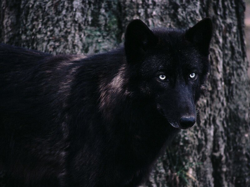 Black Wolf in Forest — Serious