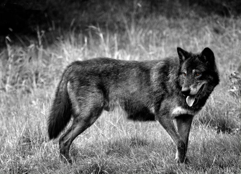 Black Wolf in Grass — Alert, Photograph