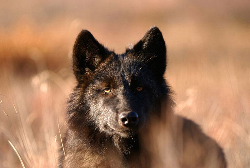 Black Wolf in Grass — Alert, Sunset