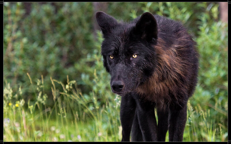 Black Wolf in Grass — Alert