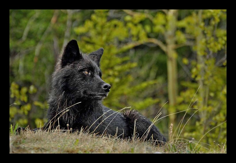 Black Wolf in Grass — Calm, Spring