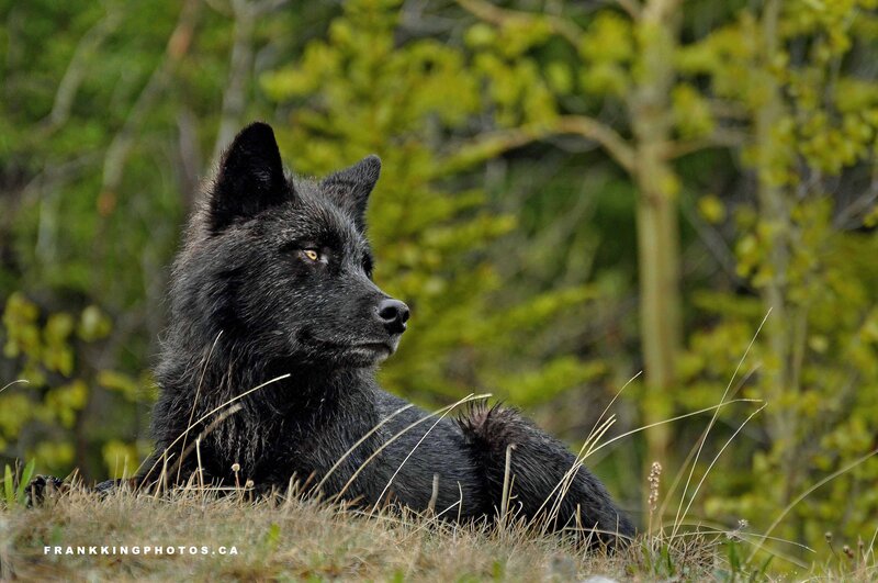 Black Wolf in Grass — Calm