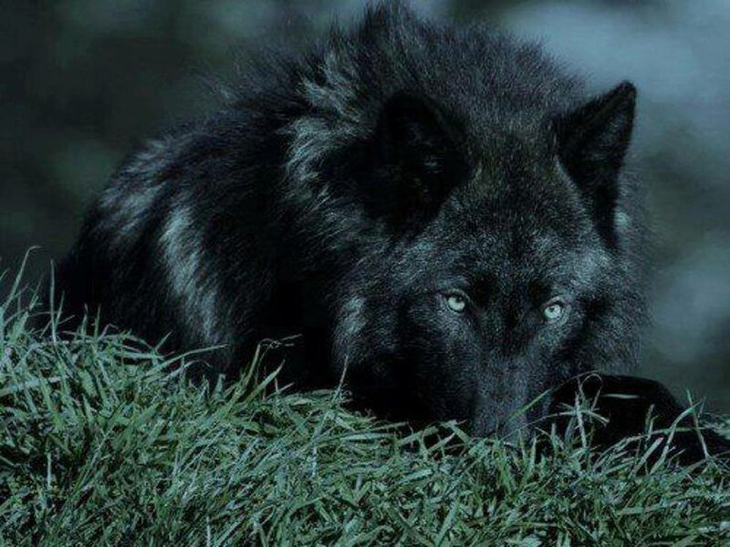 Black Wolf in Grass — Dark