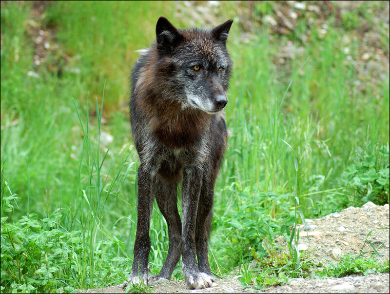 Black Wolf in Grass — Green, Alert