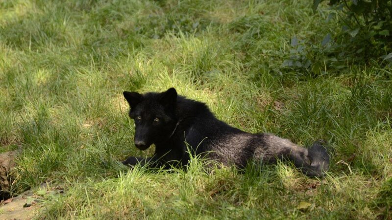 Black Wolf in Grass — Green, Calm, Afternoon, Photograph