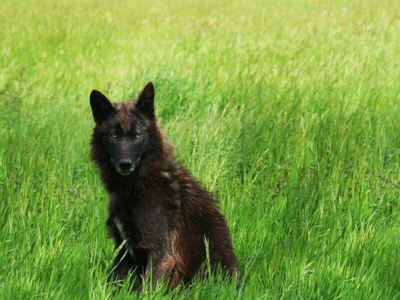 Black Wolf in Grass — Green, Calm, Afternoon