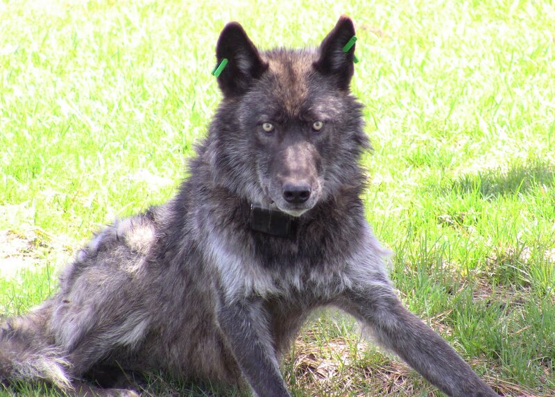 Black Wolf in Grass — Green, Calm