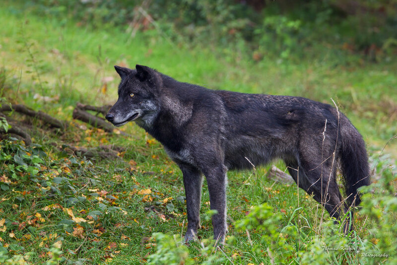 Black Wolf in Grass — Green, Natural, Autumn