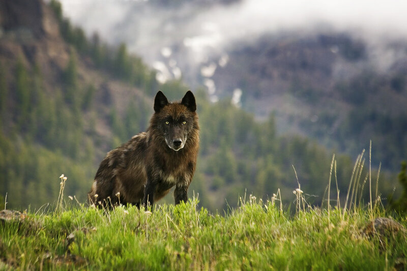 Black Wolf in Grass — Green, Natural