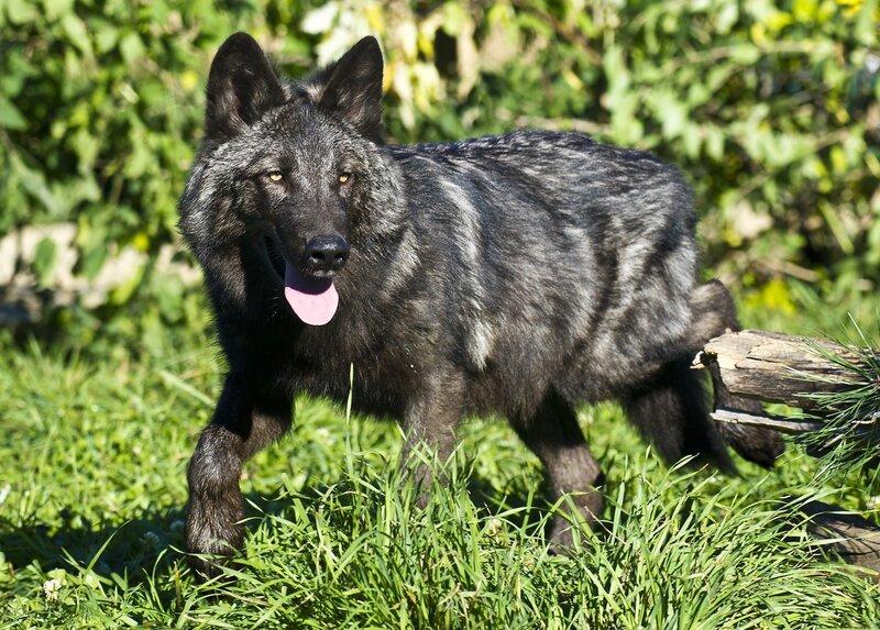 black wolf in grass
