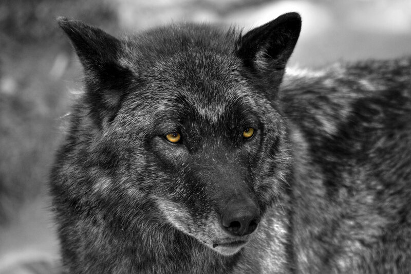 Black Wolf in Grayscale