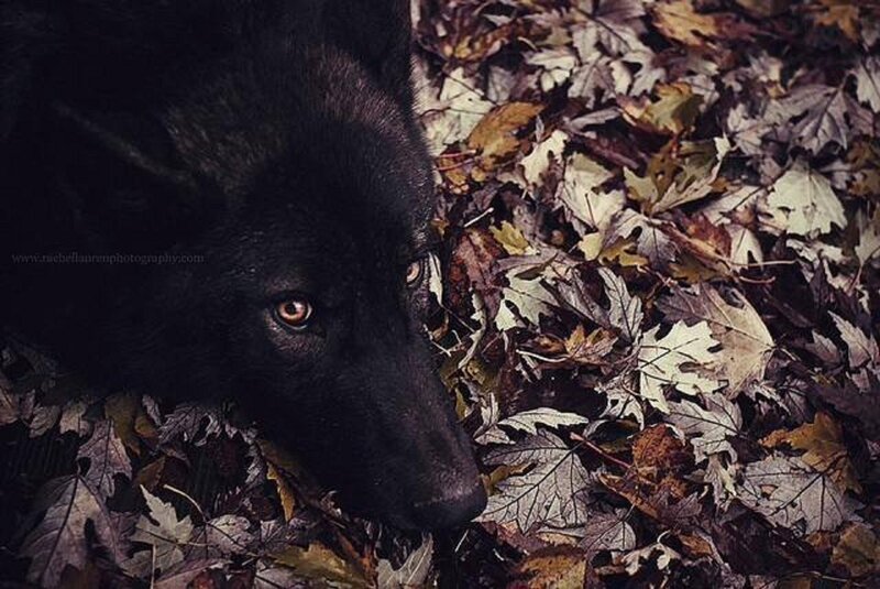 Black Wolf in Leaves