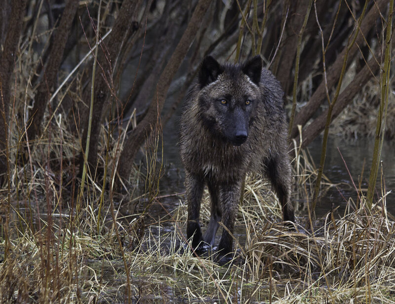 Black Wolf in Marsh — Brown