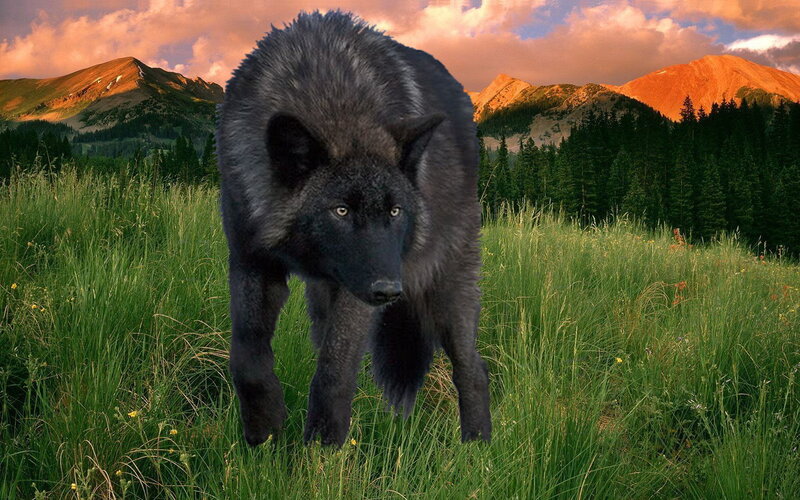 black wolf in mountain meadow