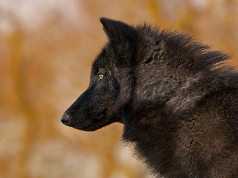black wolf in profile