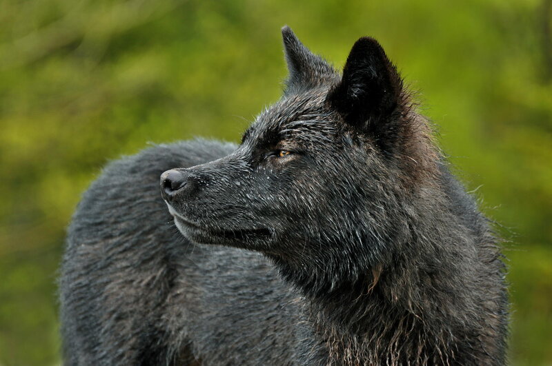 Black Wolf in Profile — Alert, Photograph, Green Foliage