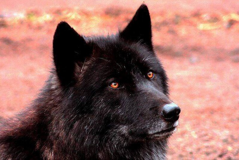 Black Wolf in Profile — Alert, Photograph, Red Ground