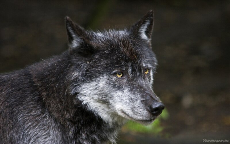 Black Wolf in Profile — Alert, Photograph