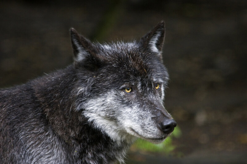Black Wolf in Profile — Alert