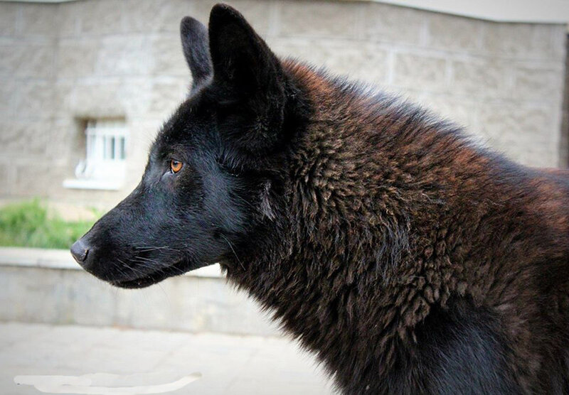 Black Wolf in Profile — Calm, Afternoon