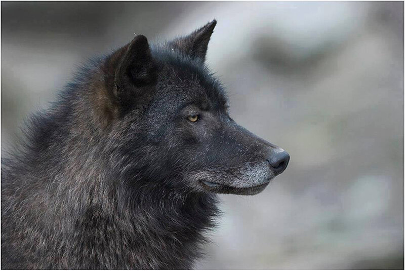 Black Wolf in Profile — Calm, Photograph, Forest