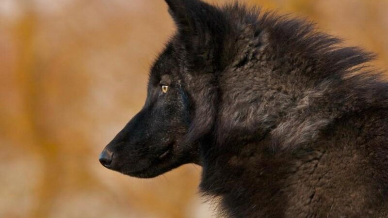Black Wolf in Profile — Calm, Photograph
