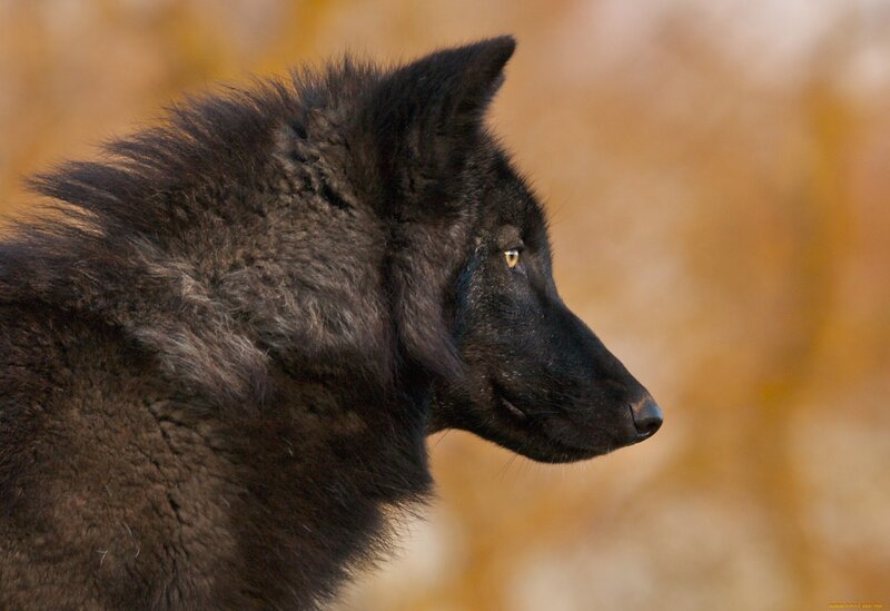Black Wolf in Profile — Calm