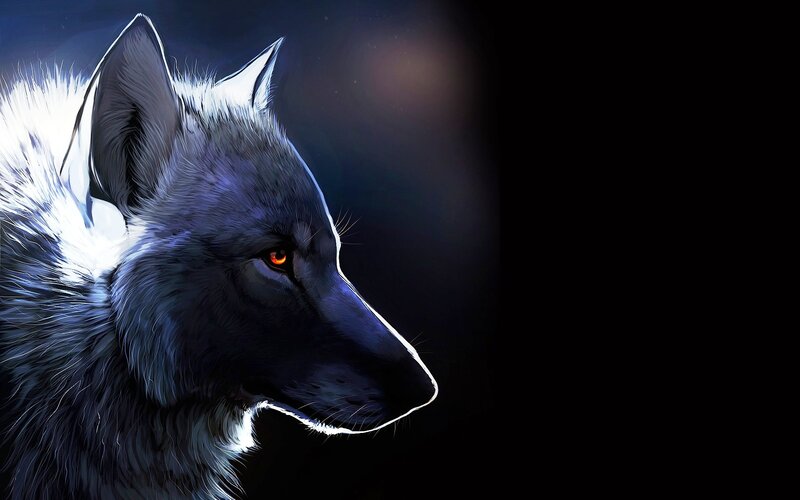 Black Wolf in Profile — Dramatic, Night
