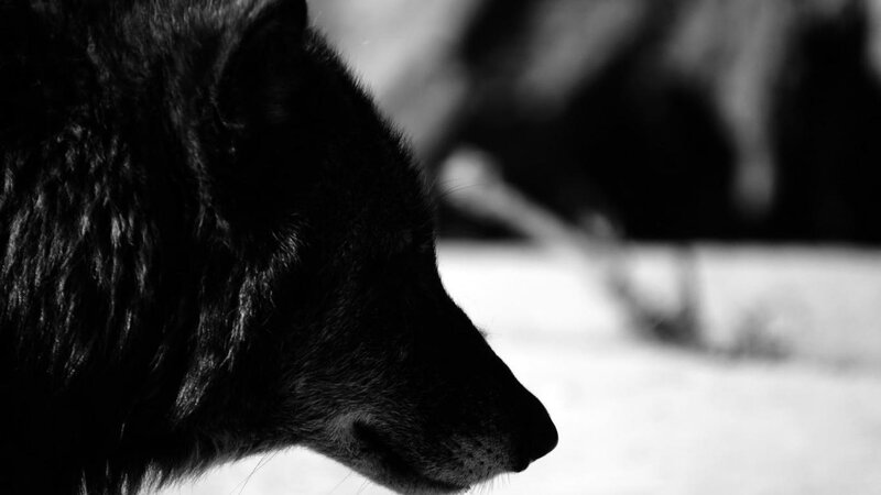 Black Wolf in Profile — Dramatic, Photograph