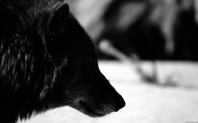 Black Wolf in Profile — Dramatic, Winter, Photograph