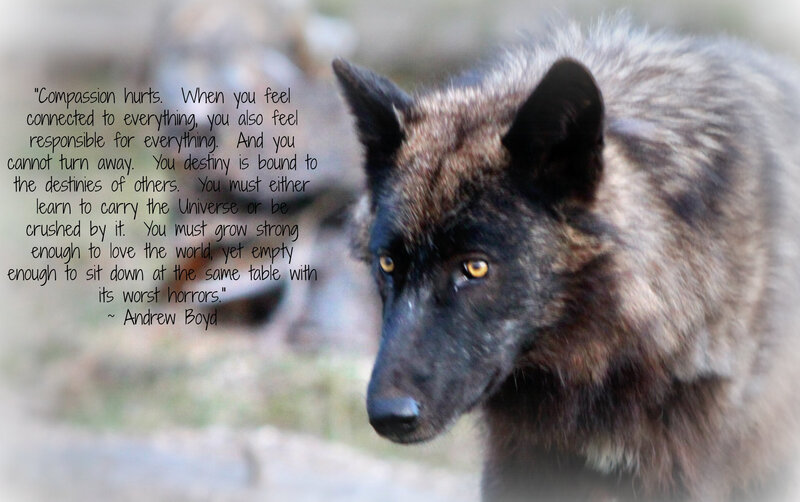 Black Wolf in Profile — Gray, Serious