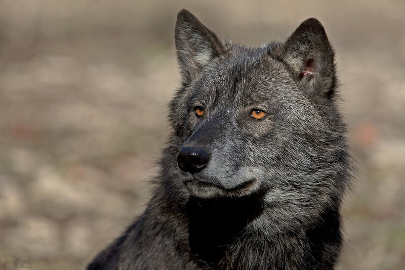 Black Wolf in Profile — Gray