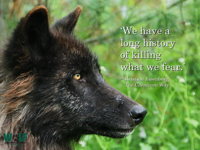Black Wolf in Profile — Serious, Photograph