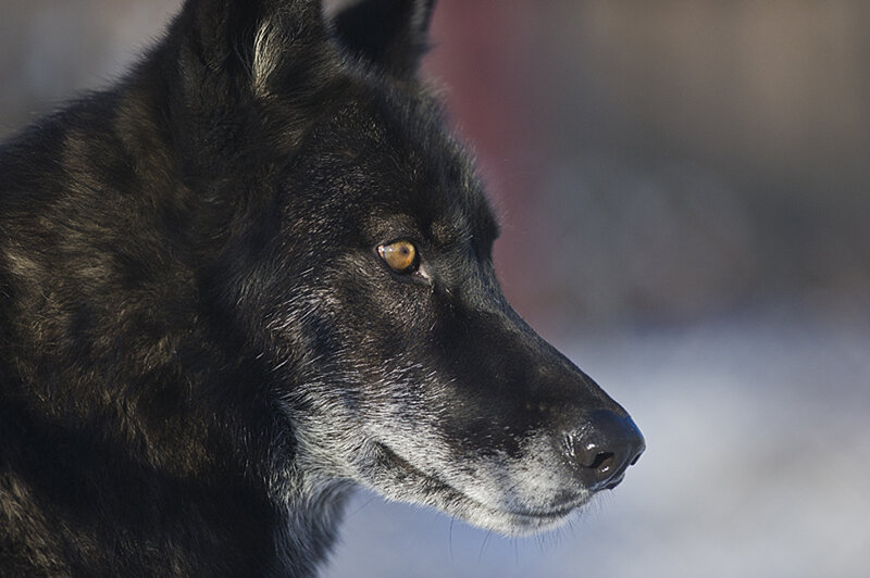 Black Wolf in Profile — Serious