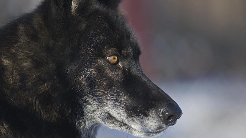 Black Wolf in Profile — Serious, Winter