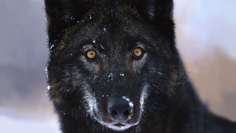black wolf in snow