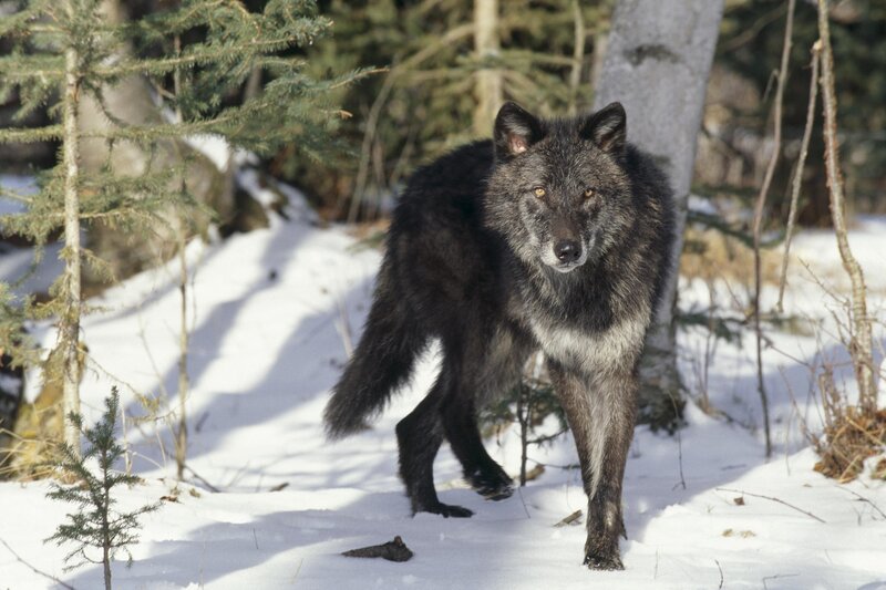 Black Wolf in Snow — Alert, Forest