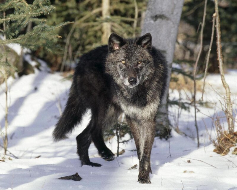 Black Wolf in Snow — Alert