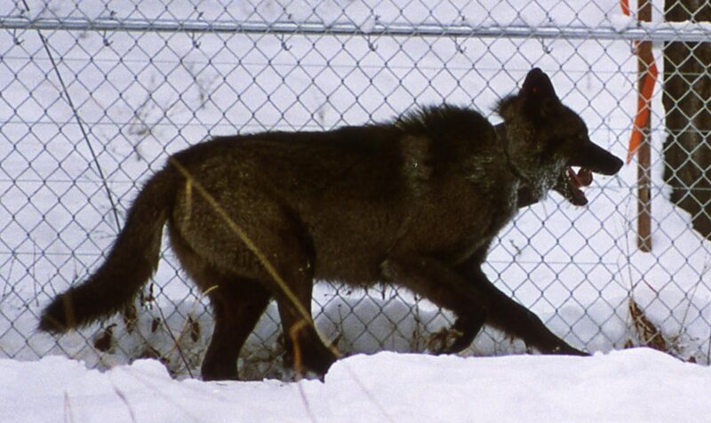 Black Wolf in Snow — Alert, Winter, Photograph, Chain-link Fence