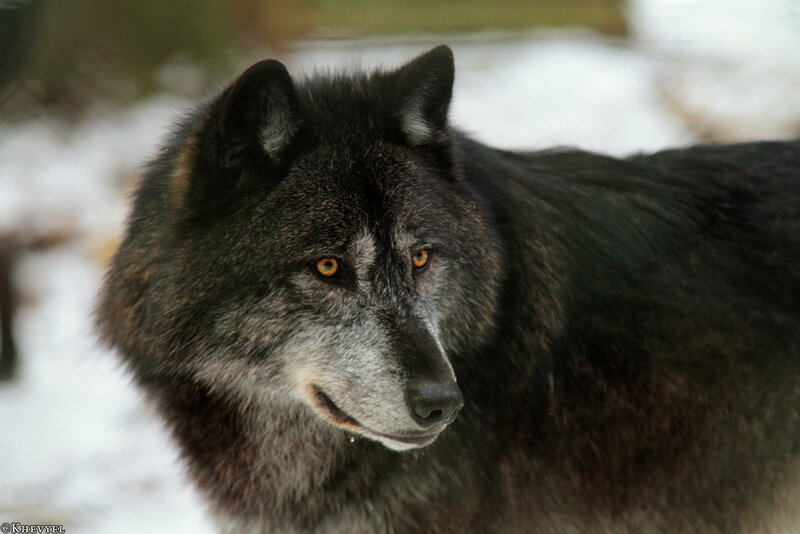 Black Wolf in Snow — Alert, Winter, Photograph, Forest