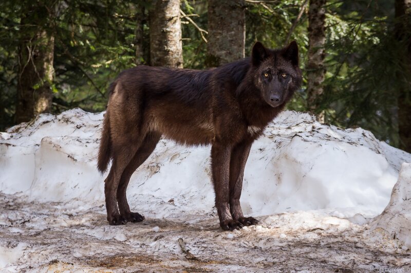 Black Wolf in Snow — Alert, Winter, Photograph, Forest, Trees