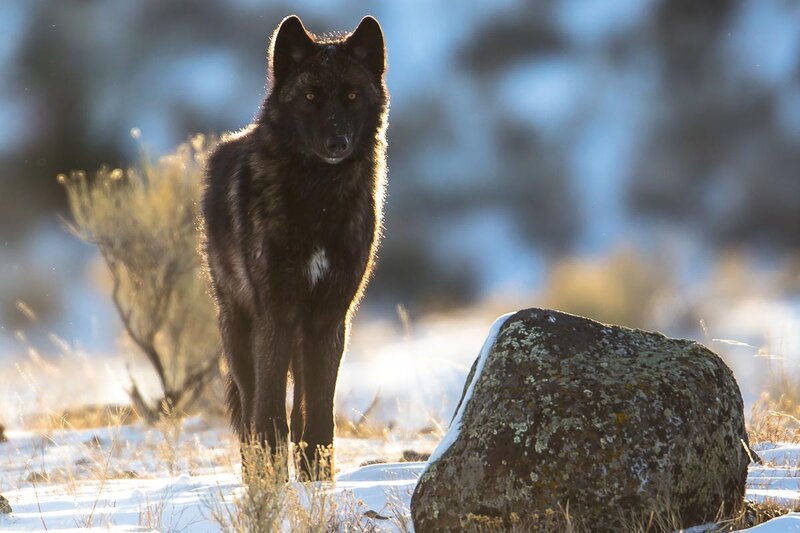 Black Wolf in Snow — Alert, Winter, Photograph, Rock