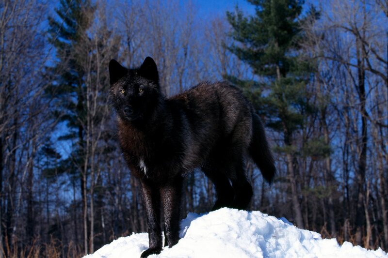 Black Wolf in Snow — Alert, Winter, Photograph