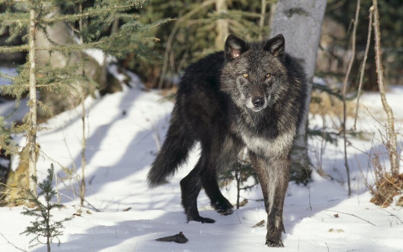 Black Wolf in Snow — Alert, Winter, Photograph, Trees