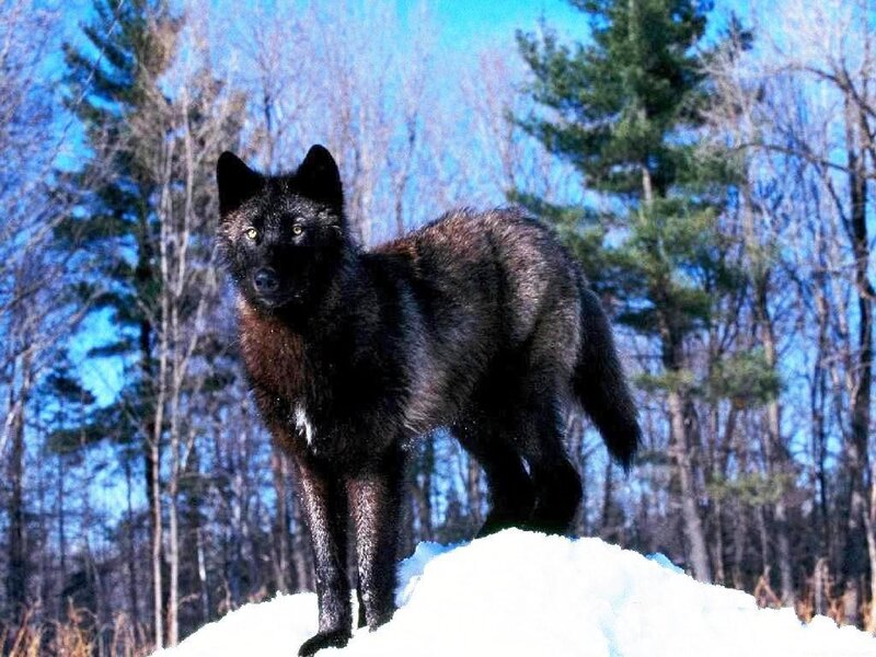 Black Wolf in Snow — Alert, Winter