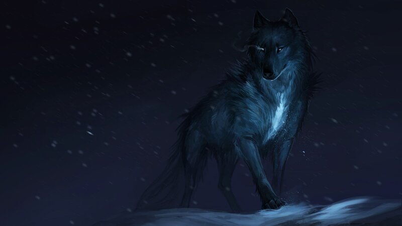 Black Wolf in Snow — Blue, Dramatic