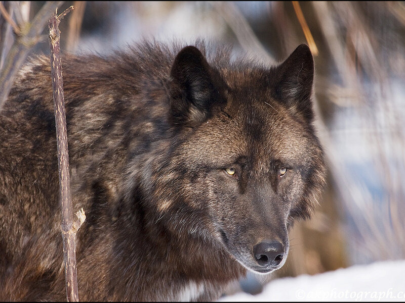 Black Wolf in Snow — Brown, Alert, Winter, Photograph