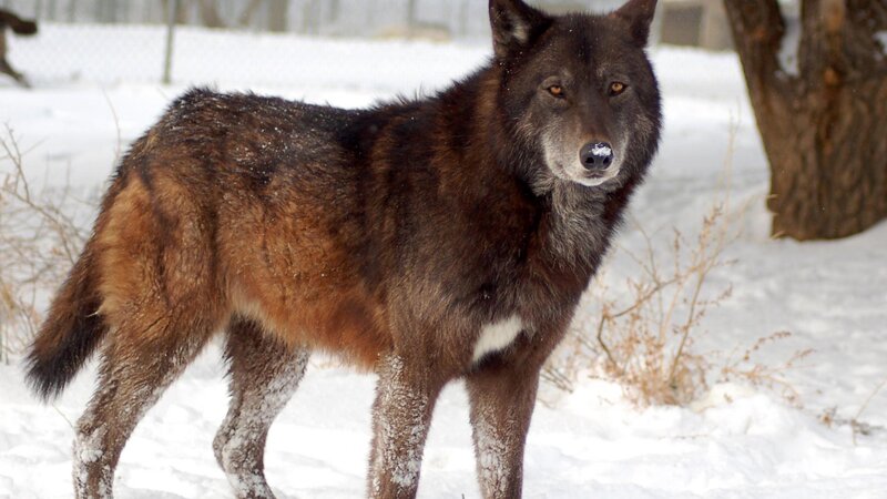 Black Wolf in Snow — Brown, Alert, Winter, Photograph, Tree